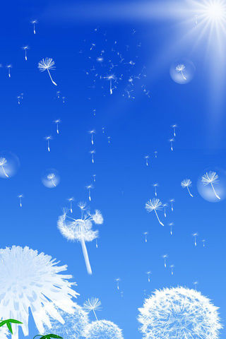 蒲公英唯美图640x960壁纸